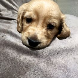 Dachshund Puppies from Lake Forest Cream Dachshunds