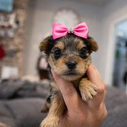 Vivian 3500 - Parti female Yorkshire Terrier puppy in Midland, Texas from Southern Yorkie Pies