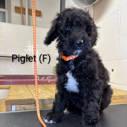 Piglet - Black female Goldendoodle puppy in Water Valley, Mississippi from Olympian Doodles