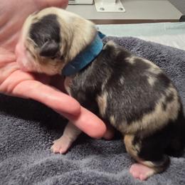 Bellatrix - Blue Merle - Blue merle female Australian Shepherd puppy in Anthony, Florida from Out of the Blue Aussies