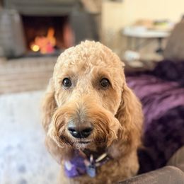 Harmony - Goldendoodle