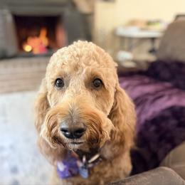 Harmony - Goldendoodle