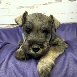 Mabel - Salt and pepper female Miniature Schnauzer puppy in Coarsegold, California from Halo Schnauzer