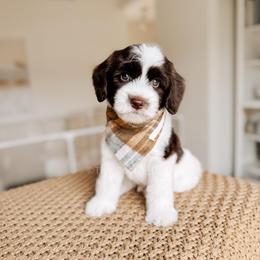 Lord - 12 Days of Christmas - Chocolate male Goldendoodle puppy in Syracuse, Indiana from The Doodle Cove