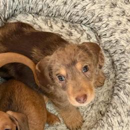 Boy 1 - Dapple male Dachshund puppy in Sunman, Indiana from Whitney’s Weiners
