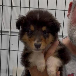 Tri color Boy - Black white and tan male Collie puppy in Lonoke, Arkansas from Colley Collies