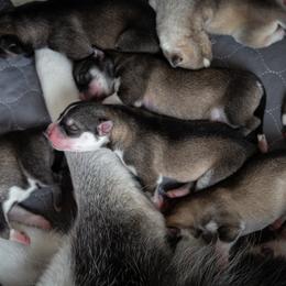 Siberian Husky Puppies from Ivie Huskies