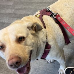 German Shepherds from Yelena Dorokhov