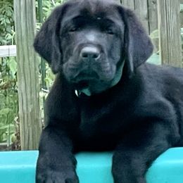 Labrador Retrievers from Will O Moor Labradors