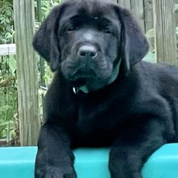 Labrador Retrievers from Will O Moor Labradors