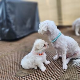 Morkie Puppies from My Precious Pups