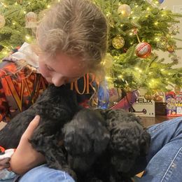 Poodle Puppies from D and D Standard Poodles