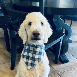 Bernedoodles and Goldendoodles from Sweet Pine Doodles