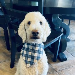 Bernedoodles and Goldendoodles from Sweet Pine Doodles