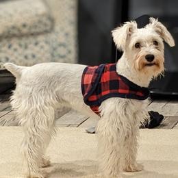 Puff - Miniature Schnauzer