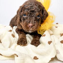 Sarabi - Phantom female Bernedoodle puppy in Otisville, Michigan from Danie’s Darling Doodles LLC