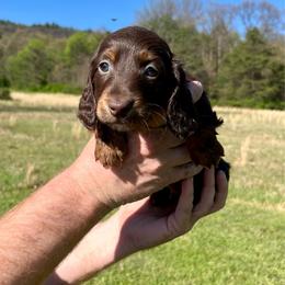 Hershey - Chocolate and tan male Dachshund puppy in Milroy, Pennsylvania from Not Your Average Weiner