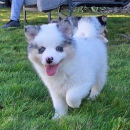 Captain - Merle male Pomsky puppy in Spokane, Washington from CJ White's Poms and Pomskies