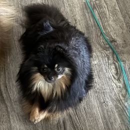 Paige - Pomeranian
