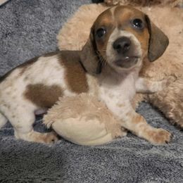 Dachshund Puppies from Chelsie Hamm