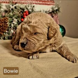 Bowie - Apricot male Goldendoodle puppy in Hendersonville, Tennessee from Ben's Best Buddy Goldendoodles