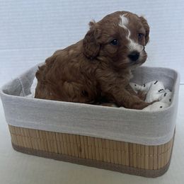 Cavalier King Charles Spaniel, Cavapoo, Poodle, Shihpoo, and Shih Tzu Puppies from Show Me Poodles Doodles and Cavaliers