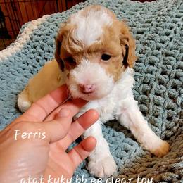 Ferris - Parti male Poodle puppy in Montrose, Pennsylvania from Tales Of Joy