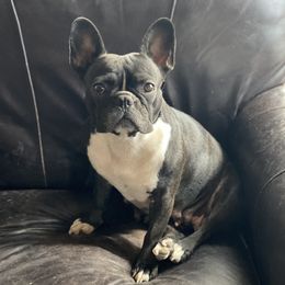 Nena - French Bulldog