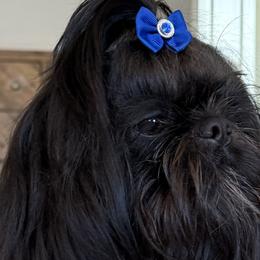 Shih Tzus from Furbourne Farms