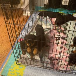 Rottweiler Puppies from BNB Rotts