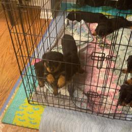 Rottweiler Puppies from BNB Rotts
