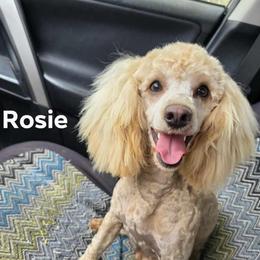 Rosie - Poodle