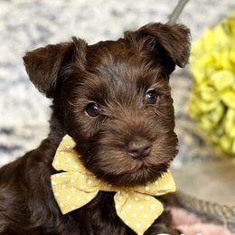 Cavapoos and Miniature Schnauzers from Moana & Lily's Pups