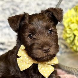 Cavapoos and Miniature Schnauzers from Moana & Lily's Pups