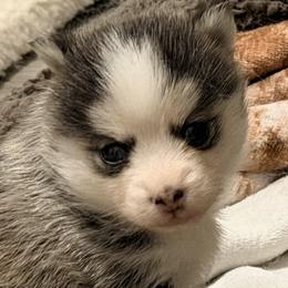 Juvie girl - Black and white female Pomsky puppy in Enid, Oklahoma from Mile Hi Pomskies