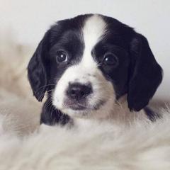 English Cocker Spaniel and English Springer Spaniel Puppies from PrairieRose Gundogs - Premium Field Bred Spaniels