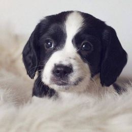 English Cocker Spaniel and English Springer Spaniel Puppies from PrairieRose Gundogs - Premium Field Bred Spaniels