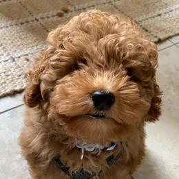 Assorted Doodle Crosses, Bernedoodle, Goldendoodle, and Labradoodle Puppies from Erica’s Doodles