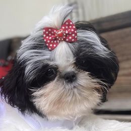 Shih Tzus from Kawai Inu