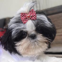 Shih Tzus from Kawai Inu