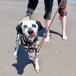 Hermione - White and black female Dalmatian puppy in Richmond, Virginia from Darrfield