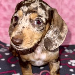 Boy 4 - male Dachshund puppy in Fredonia, Arizona from Desert Horizon Dachshunds