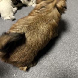 Shihpoo and Shih Tzu Puppies from Goracke Family