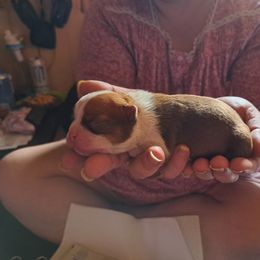 Boston Terrier Puppies from M&Bs Boston Terriers