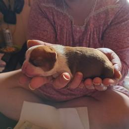 Boston Terrier Puppies from M&Bs Boston Terriers