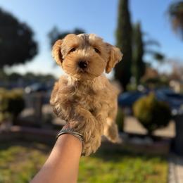 Blue collar - Wheaten male Miniature Schnauzer puppy in Santa Ana, California from The_K_Schnauzers