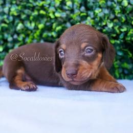 Woodstock - Chocolate and tan male Dachshund puppy in Apple Valley, California from Socaldoxies
