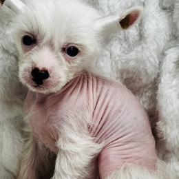Chinese Cresteds from JJ’s Pawz and Clawz