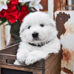 Border Collie, Bordoodle, and Maremma Sheepdog Puppies from 2J 2K Border Collies