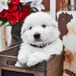 Border Collie, Bordoodle, and Maremma Sheepdog Puppies from 2J 2K Border Collies
